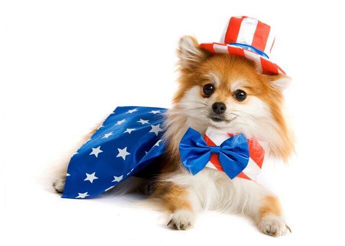 Patriot-Dog-768x548