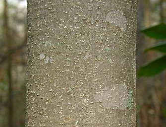 magnoliabark